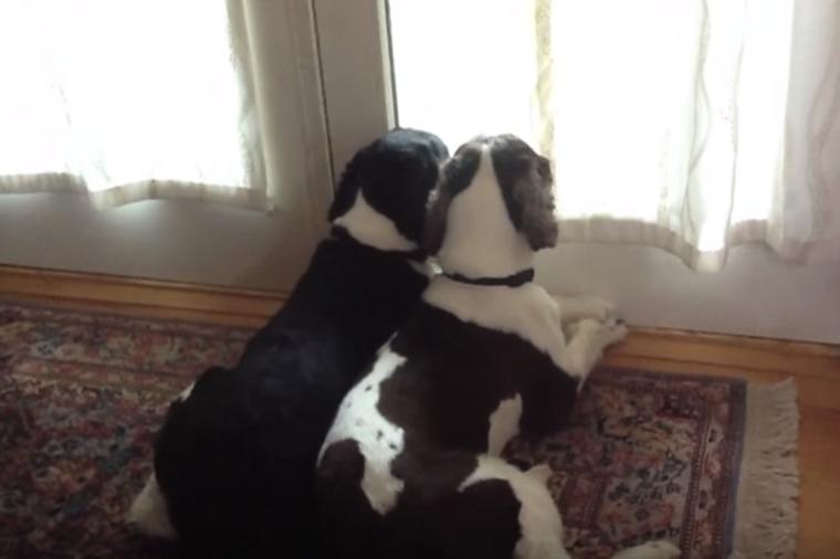 Šta psi rade kada odete iz stana: Snimak koji vas neće ostaviti ravnodušnim! (VIDEO)