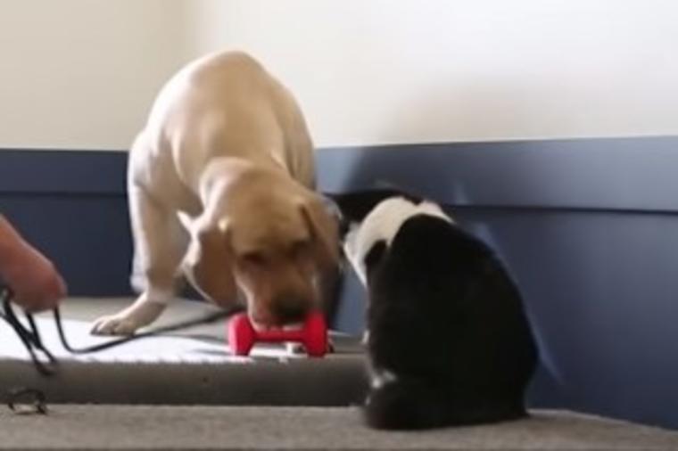 Maca sa posebnim zadatkom: Zbog načina na koji dresira pse nema joj ravne! (FOTO, VIDEO)