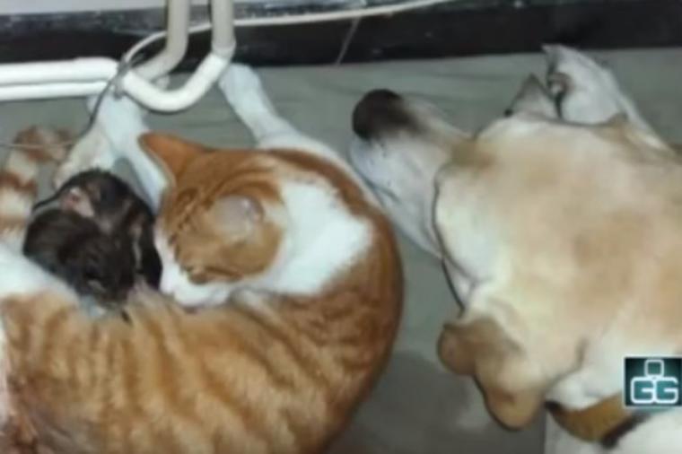 Mačka počela da se maci: Reakcija psa će vas raznežiti do suza! (VIDEO)