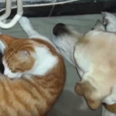 Mačka počela da se maci: Reakcija psa će vas raznežiti do suza! (VIDEO)