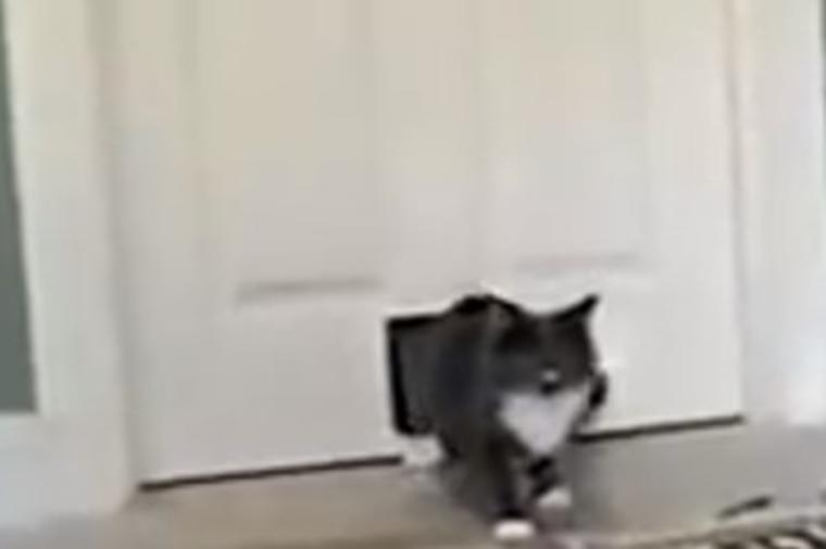 Mačka se vratila iz šetnje i dovela neočekivanog gosta: Vlasnici bili zapanjeni! (VIDEO)