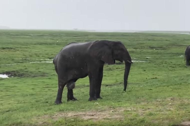 Turisti tokom safarija primetili da se slonica porađa: Celo krdo uradilo nešto neverovatno! (VIDEO)