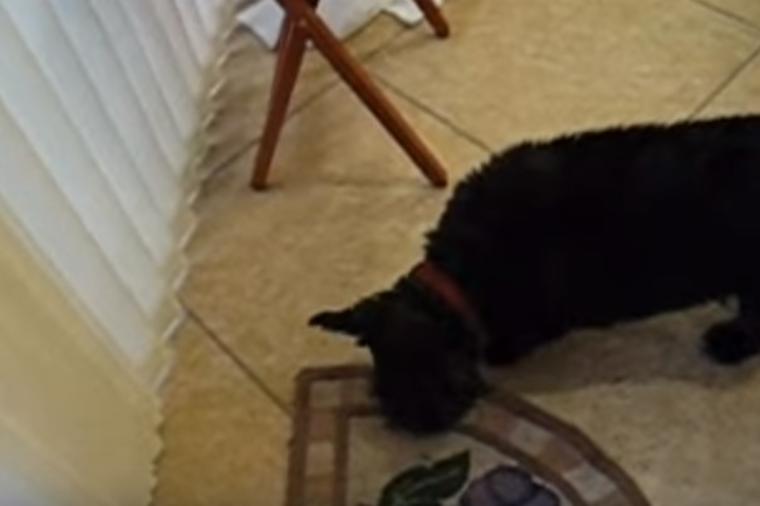 Pas se stalno gojio, iako su vlasnici vodili računa o ishrani: Snimak im otkrio pravu istinu! (VIDEO)