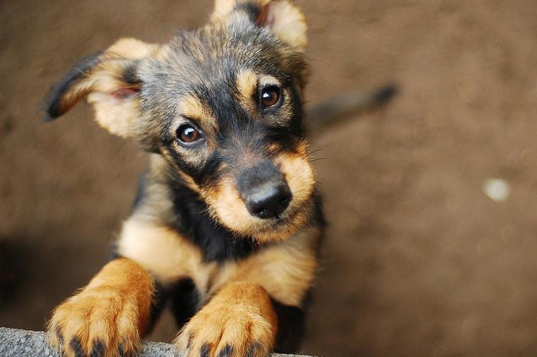 10 činjenica o psima: Ovo je dokaz da ne možemo da živimo bez njih!