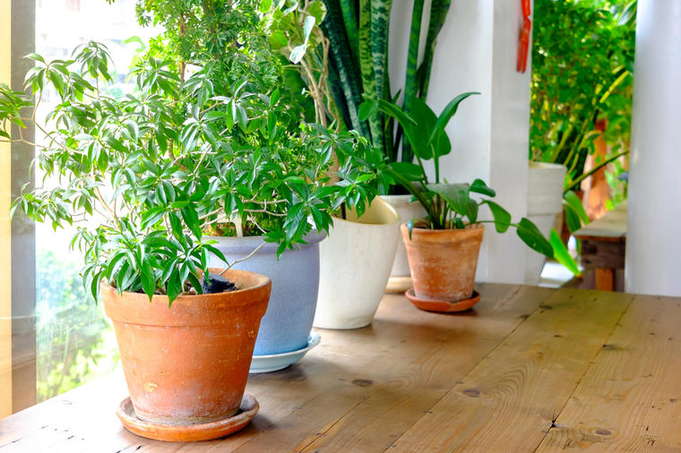 Ove 3 sobne biljke svaki dom mora da ima: U roku od jednog sata ukloniće sve viruse iz vazduha!