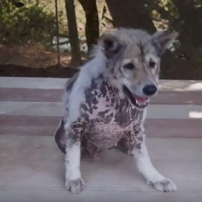 Stari pas saznao da je usvojen: Njegova reakcija nikog ne ostavlja ravnodušnim! (VIDEO)