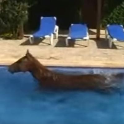 Svako jutro je viđao neobičan prizor u svom bazenu: Morao da ga snimi, jer mu niko nije verovao šta se dešava! (VIDEO)