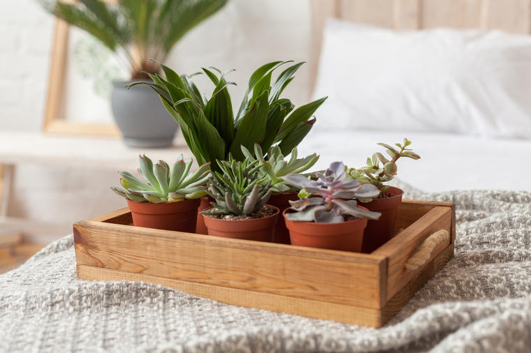 5 sobnih biljaka koje leče nesanicu: Držite ih u spavaćoj sobi! (FOTO)