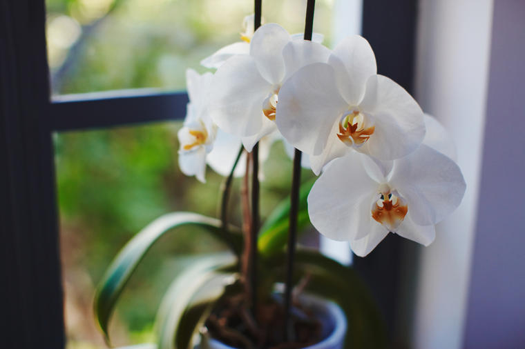 6 zakona održavanja orhideje: Ako uradite ovo, cvetaće 3 puta godišnje!