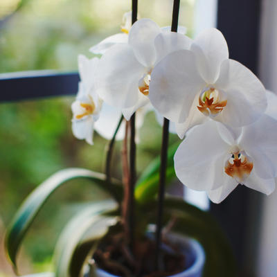 Najružnija orhideja pronađena na Madagaskaru: I prelepi cvet ima svoje ružno pače! (FOTO)