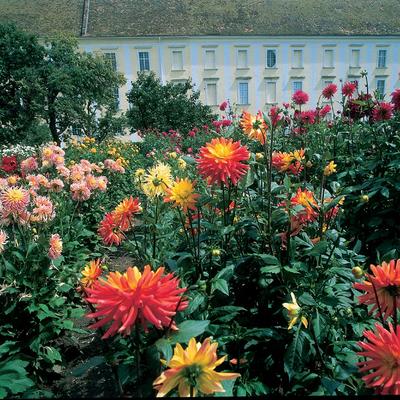 Zaboravljene kraljice letnjih bašta: Zapostavljeno raskošno cveće naših baka idealno za dvorište!
