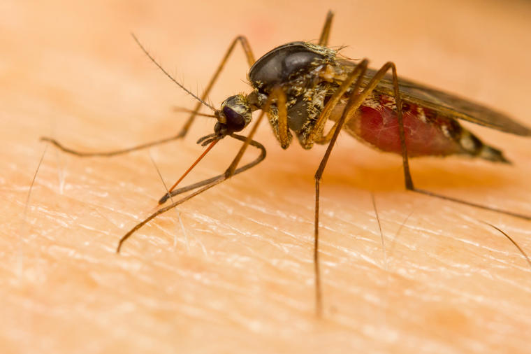 LAVANDA JE SPAS OD UBODA: Komarci prenose razne bolesti, ovako ćete se najbolje zaštititi