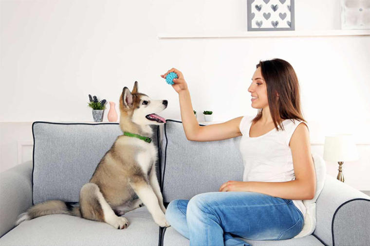 Ljubimci u stanu: Kako da održavate nameštaj ukoliko imate psa
