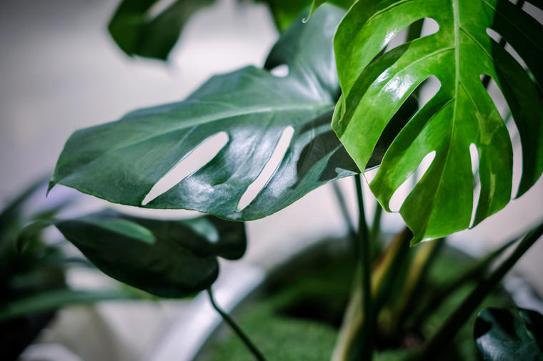 Ova biljka je najlepši ukras svakog doma: Lako se održava, donosi potrebnu vlažnost isušenom vazduhu! (FOTO)