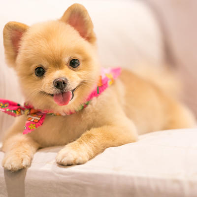 Otvorio se luksuzni hotel za pse: Cena 1.500 dolara za negu vašeg ljubimca!