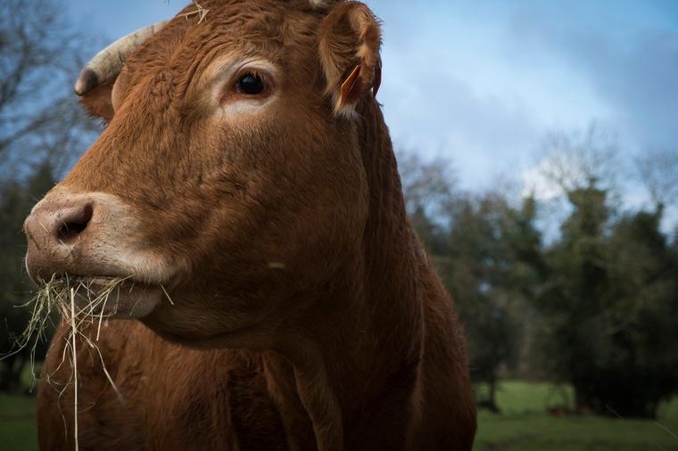 Nove generacije plaćaju da grle i maze krave: Terapija za smirenje! (FOTO)