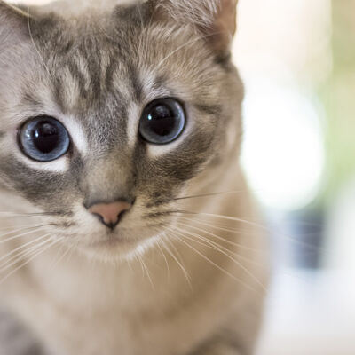 Mačka u Japanu spasila muškarca koji je upao u kanal: Nagrađena je pohvalnicom grada!