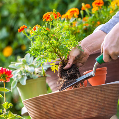 7 načina da se otarasite korova u bašti i na pločnicima: Uništićete ga bez mnogo muke!