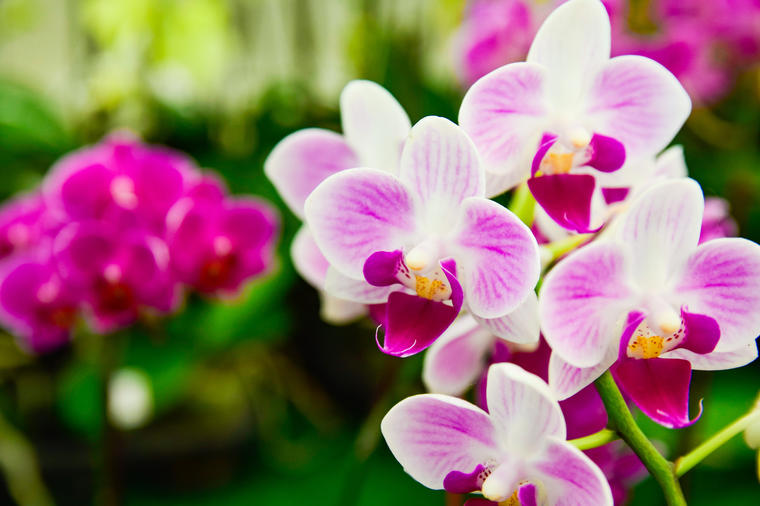 7 stvari koje vam poručuju orhideje: Ovako se gaji najlepša sobna biljka!