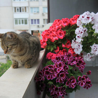 Sve o muškatlama: Evo kako se gaji, zaliva i prihranjuje najlepše balkonsko cveće! (FOTO)