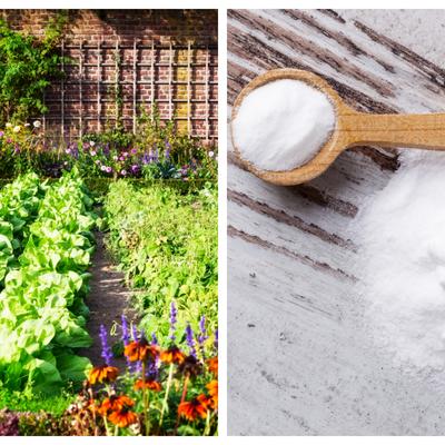 Soda bikarbona u bašti: Odlična zamena za pesticide! Hrani biljke, odbija puževe!