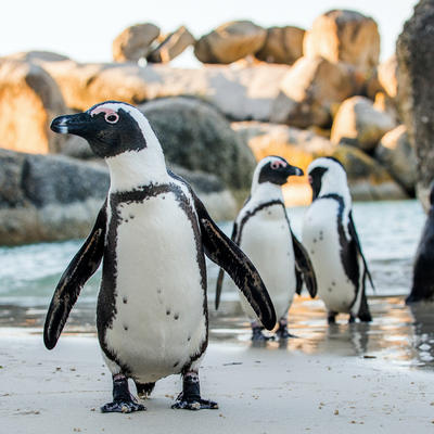 Posle 30 godina: Pingvini ponovo u beogradskom Zoo vrtu!