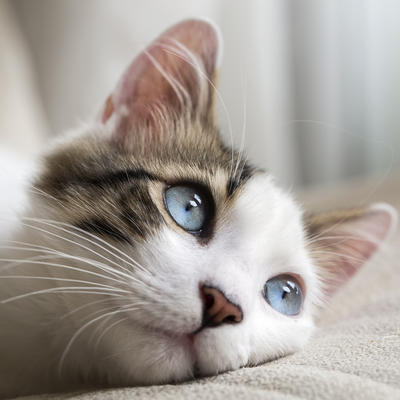 Mačke dižu iz mrtvih: Najčudnija sujeverja iz celog sveta!