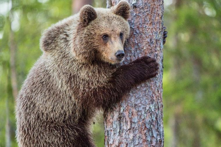 Lepe vesti sa Stare planine: Posle tri godine, mrki medved se ponovo pojavio