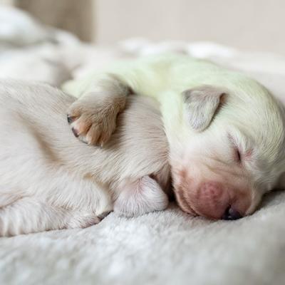 Nećete verovati svojim očima: Upoznajte Mohito, štene zelene boje! (FOTO)