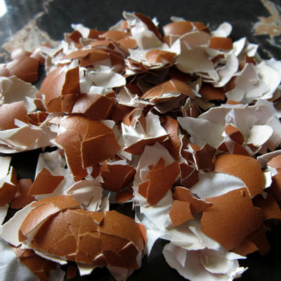 Pravi baštovani svako proleće stavljaju ljuske od jaja u baštu: Kad čujete zašto i vi ćete to uraditi!