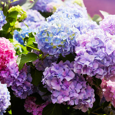Kraljevski cvet koji smiruje um: Ovo cveće morate gajiti na terasi ili u bašti! (FOTO)
