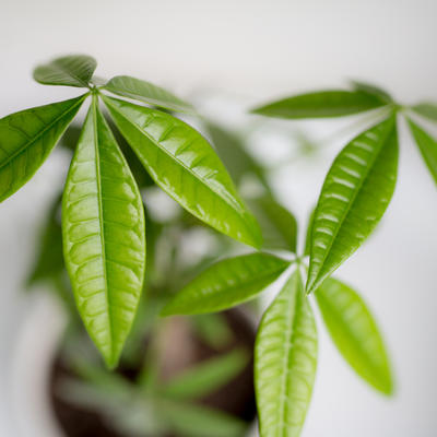 Ova biljka donosi sreću i novac u vaš dom: Pahira je broj 1 biljka po Feng šui filozofiji!