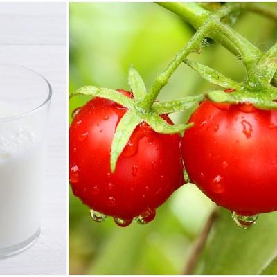 Zalijte paradajz i druge biljke običnim mlekom: Pogledajte šta će se dogoditi!