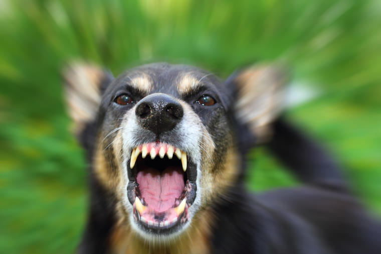 Šta raditi ako vas napadne pas: Evo kako se odbraniti od podivljale životinje!