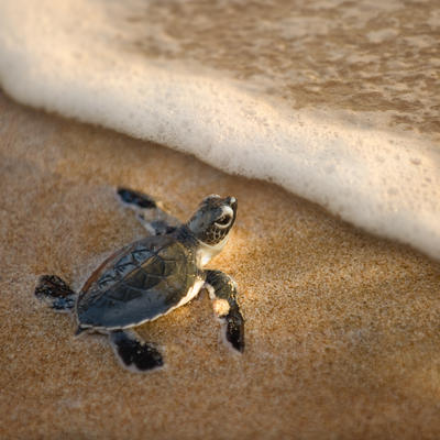Bebe kornjače se pojavile na ekvadorskom ostrvu Galapagos nakon 100 godina!