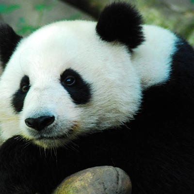 Najstarija džinovska panda na svetu proslavila 38. rođendan: Ženka pande dobila tortu koju obožava!