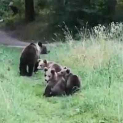 Naleteo na ženku mrkog medveda sa mladuncima na sprskoj planini: Evo kako su reagovali! (VIDEO)