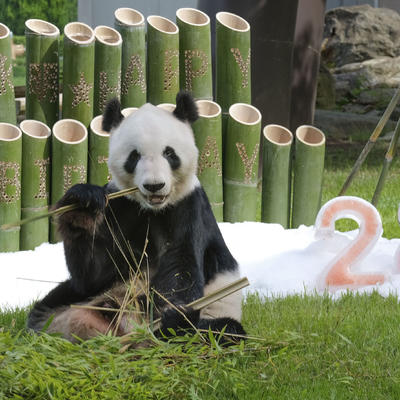 Mužjak pande u japanskom zoološkom vrtu proslavio 28. rođendan! (FOTO)