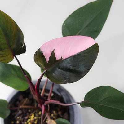 Sobna biljka za kojom je poludeo ceo svet: Ima zeleno-roze listove, laka za održavanje! (FOTO)