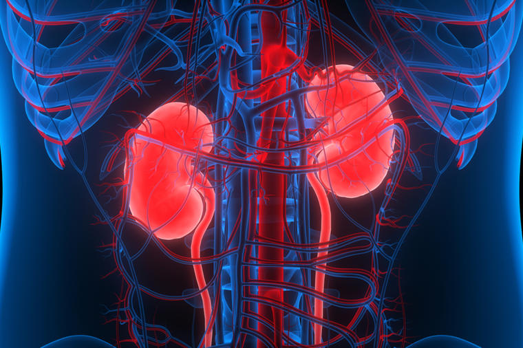 Kada su bubrezi slabi, strada jetra, srce i štitna žlezda: Evo kako da ojačate bubrege i sačuvate zdravlje! (RECEPT)