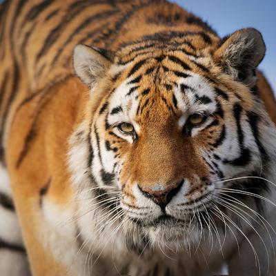 Neverovatno: Tigar snimljen na nadmorskoj visini od 3.165 metara!