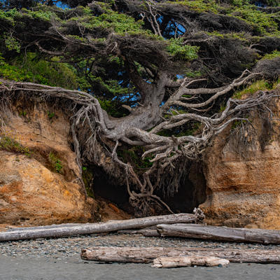 Čudesno drvo života koje prkosi pravilima: Godinama visi iznad tla i bori se za život! (FOTO)