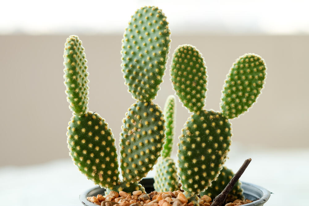 Kaktus, zečije uši, Sukulenti