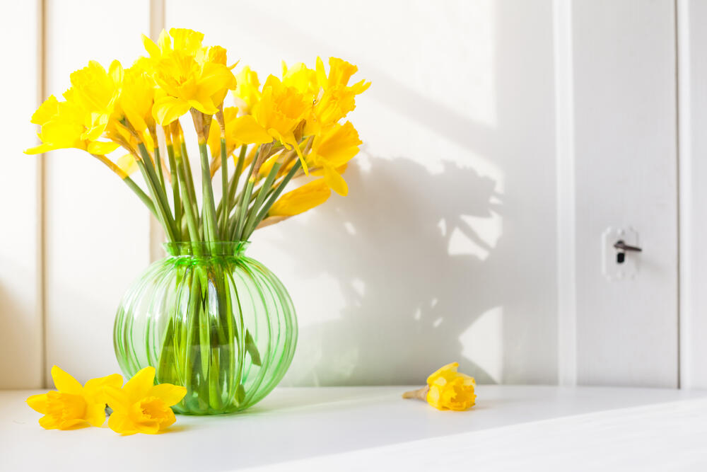 Narcisi, Narcis, Cveće, Cvet narcis