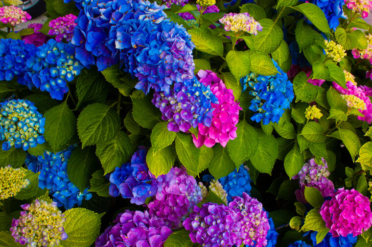 OVAKO SE PRAVILNO GAJE HORTENZIJE:Ako ispoštujete ova pravila cvetaće raskošno tokom cele sezone! (FOTO)