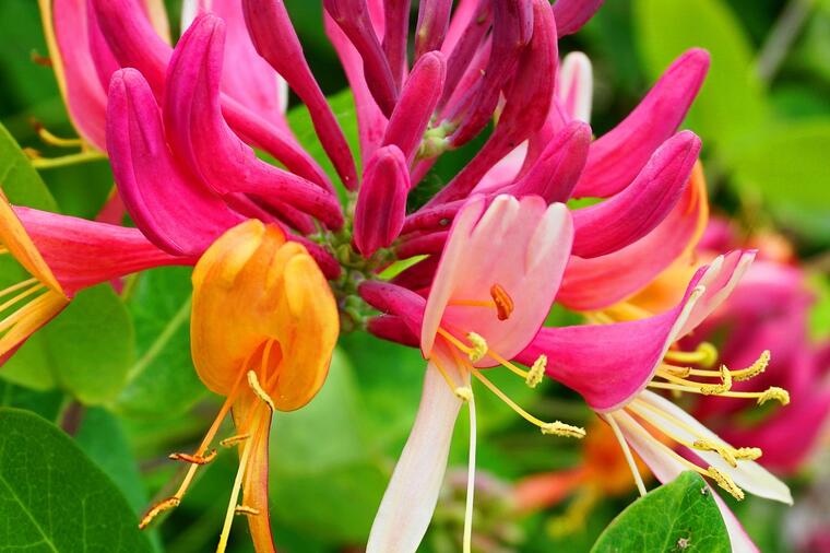 OVAKO SE NEGUJU I GAJE ORLOVI NOKTI:Cvet neverovatnog mirisa i izgleda, otporan i na ekstremno visoke temperature!(FOTO)