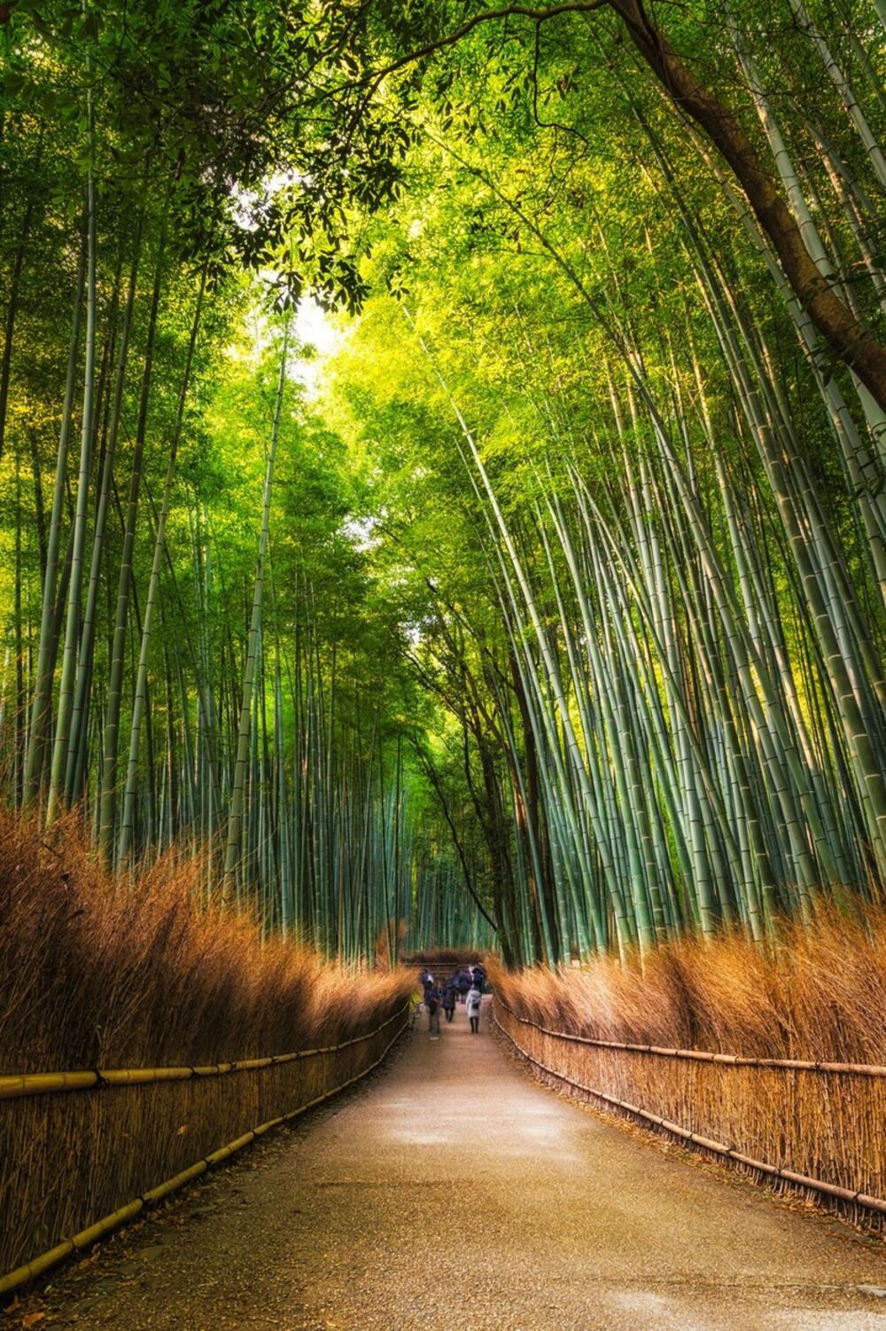 Bambusova šuma u Japanu