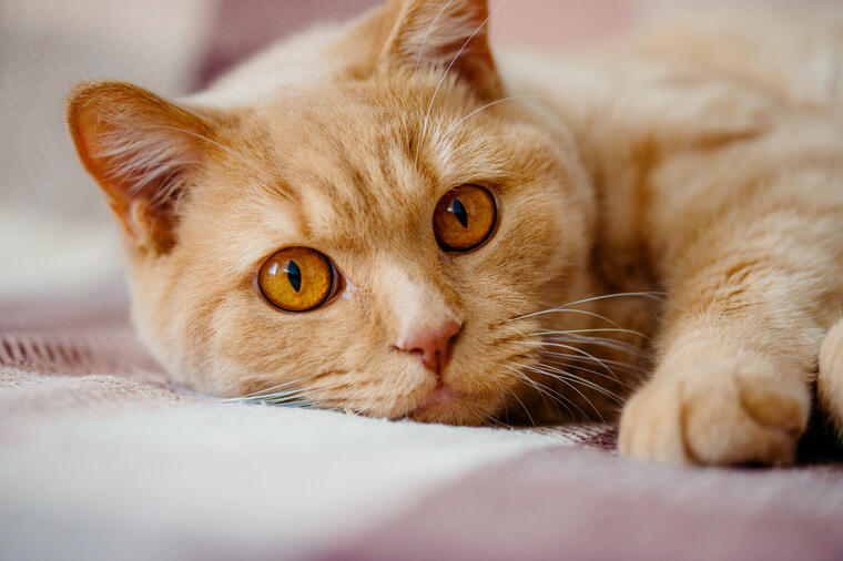 ODBIJAJU NEUKUSNU HRANU DO GLADOVANJA I SPAVAJU ČAK OVOLIKO SATI: Neverovatne činjenice o mačkama!
