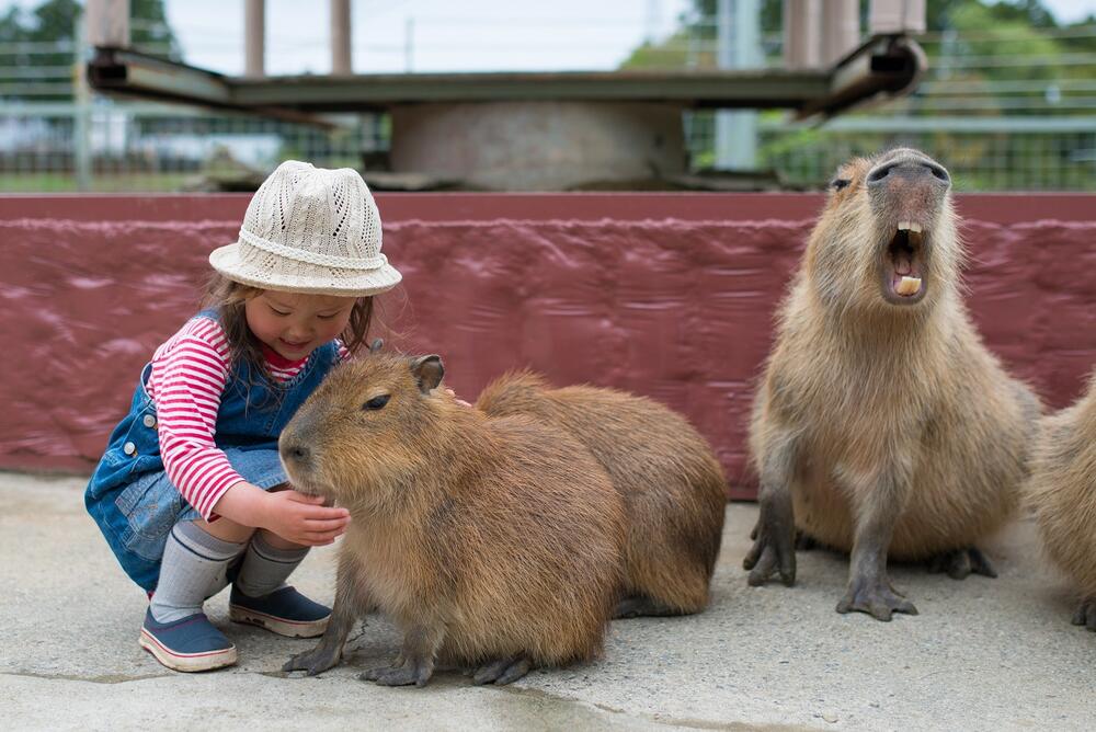 kapibara, venevuela