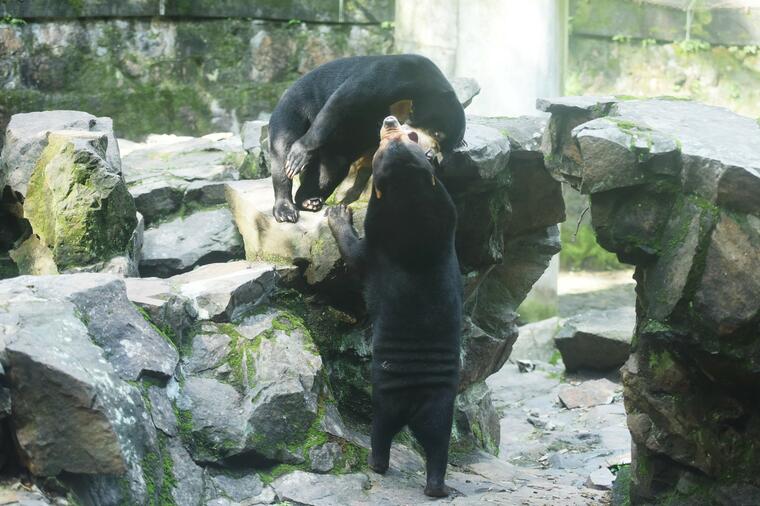 OVO JE STVARNO ŠOU PROGRAM: Priča o urnebesnom medvedu iz Kine koji liči na čoveka kad stoji, dobila ŠOKANTAN OBRT